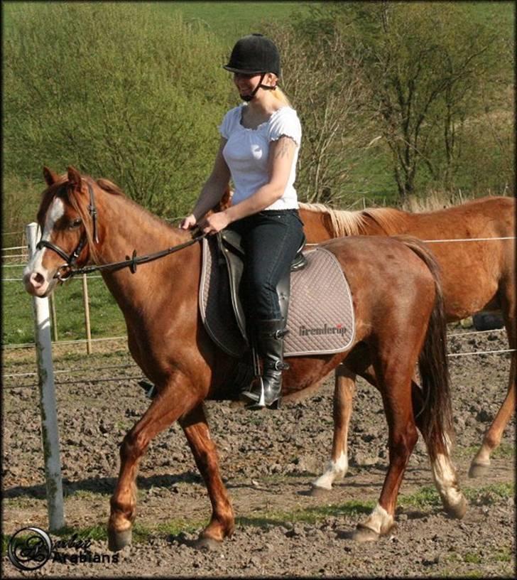 Welsh Pony (sec B) Gondine - SOLGT billede 18