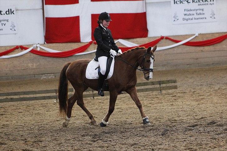 Anden særlig race Lucky Girl<3 SOLGT - Velkommen til Lucky Girls profil, håber du nyder kigget! 3 plads i regions finalen Foto: Tit Aamann billede 1