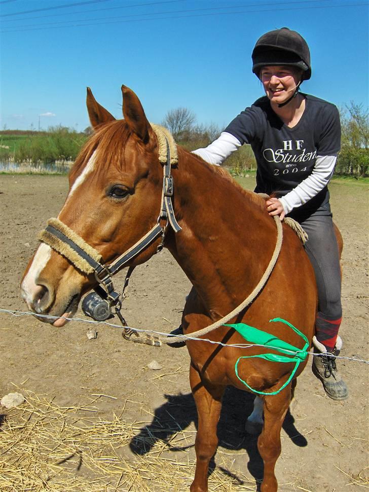 Dansk Varmblod Rosinante Edoma - Hygge-pjatte-ridning i dejligt vejr ;) billede 16