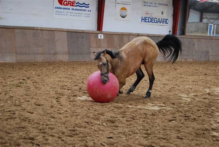 Akhal-Tekiner SHERHAN - Det er altid sjovt at lege med bolden  billede 10