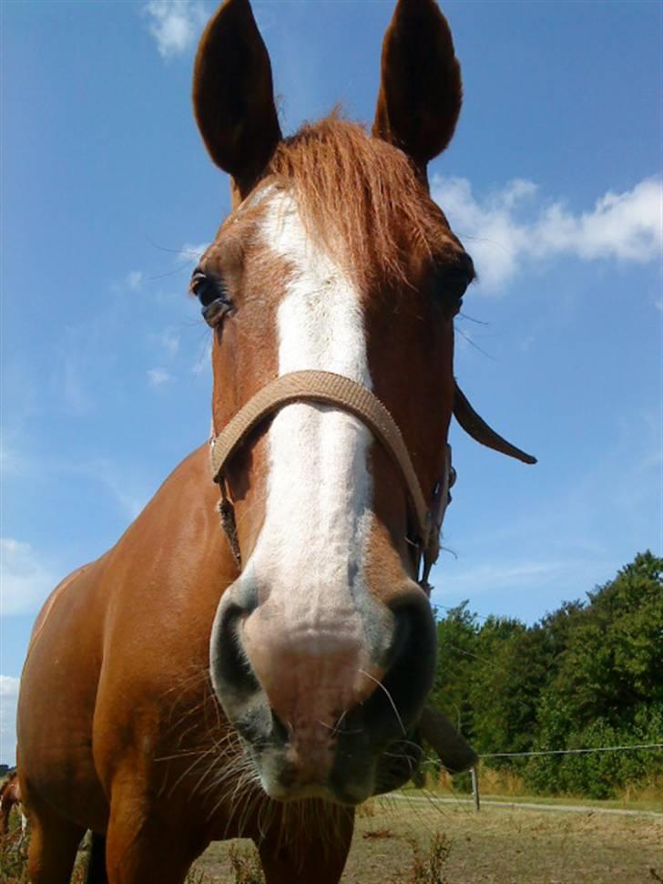 Anden særlig race Lucky Girl<3 SOLGT - At være sammen med dig, gør mig til den lykkeligste i hele verden. Jeg er stolt når jeg siger; Jeg har den dejligste pony, det er Lucky!<3 Foto: Mig selv billede 13