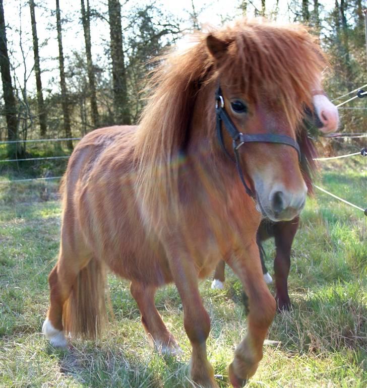 Anden særlig race Møllegårdens Kajser - April 2009 billede 5