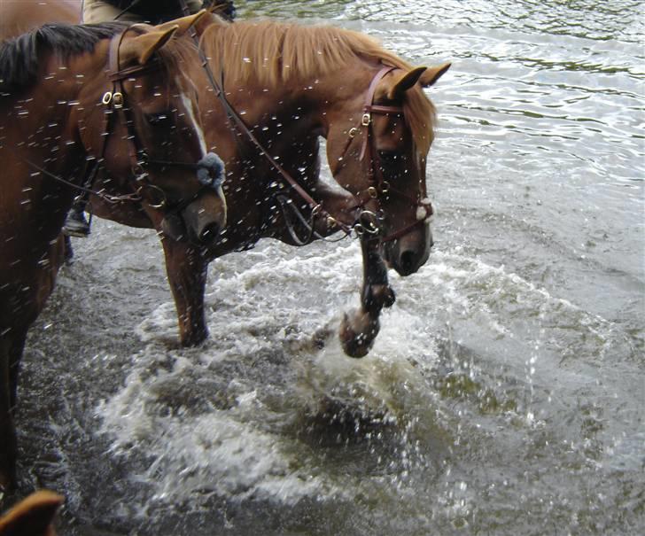 Dansk Varmblod Rosinante Edoma - Rosinante hygger sig i åen sammen med Cesar :) 19.6.2009 billede 17
