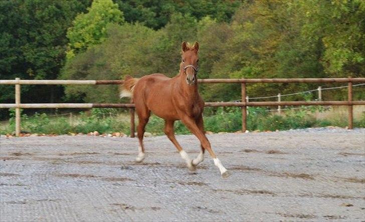 Dansk Varmblod Quiet Please C billede 1