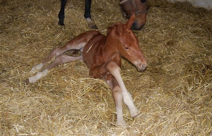 Dansk Varmblod Quiet Please C billede 2