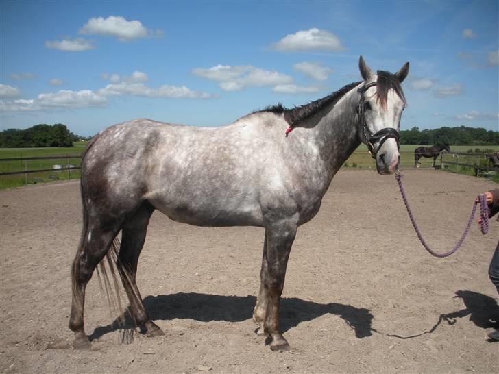 Fuldblod (XX) Warrior billede 6