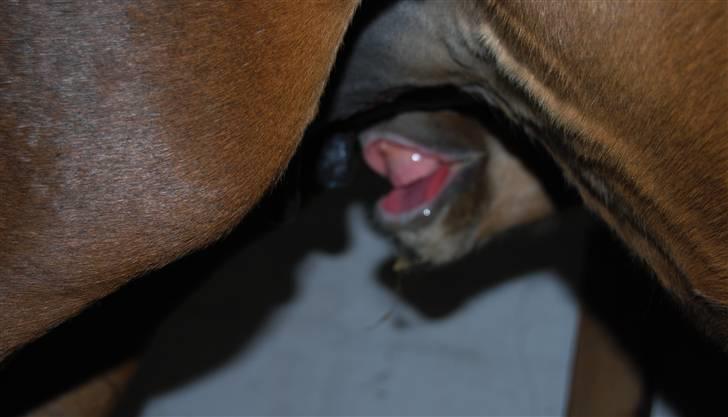 Dansk Varmblod Quiet Please C billede 3