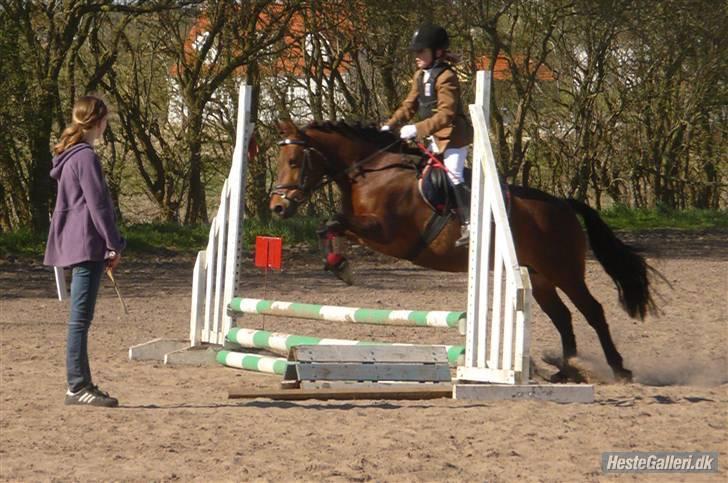 Anden særlig race Bella billede 8