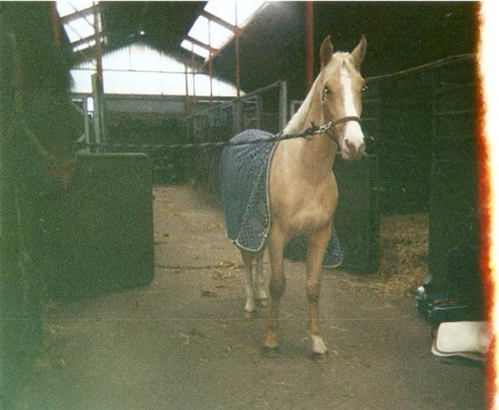 Palomino golden amigo billede 1