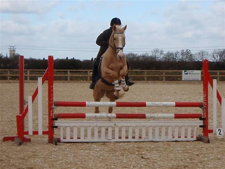 Palomino golden amigo billede 2