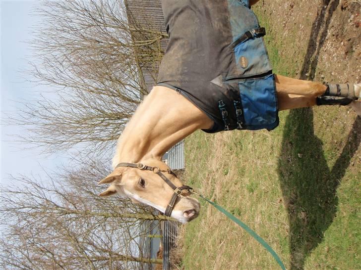 Palomino golden amigo billede 3