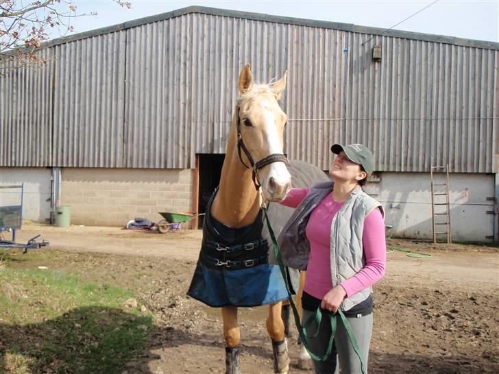 Palomino golden amigo billede 4