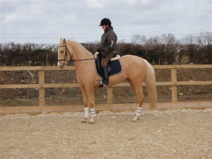 Palomino golden amigo billede 5