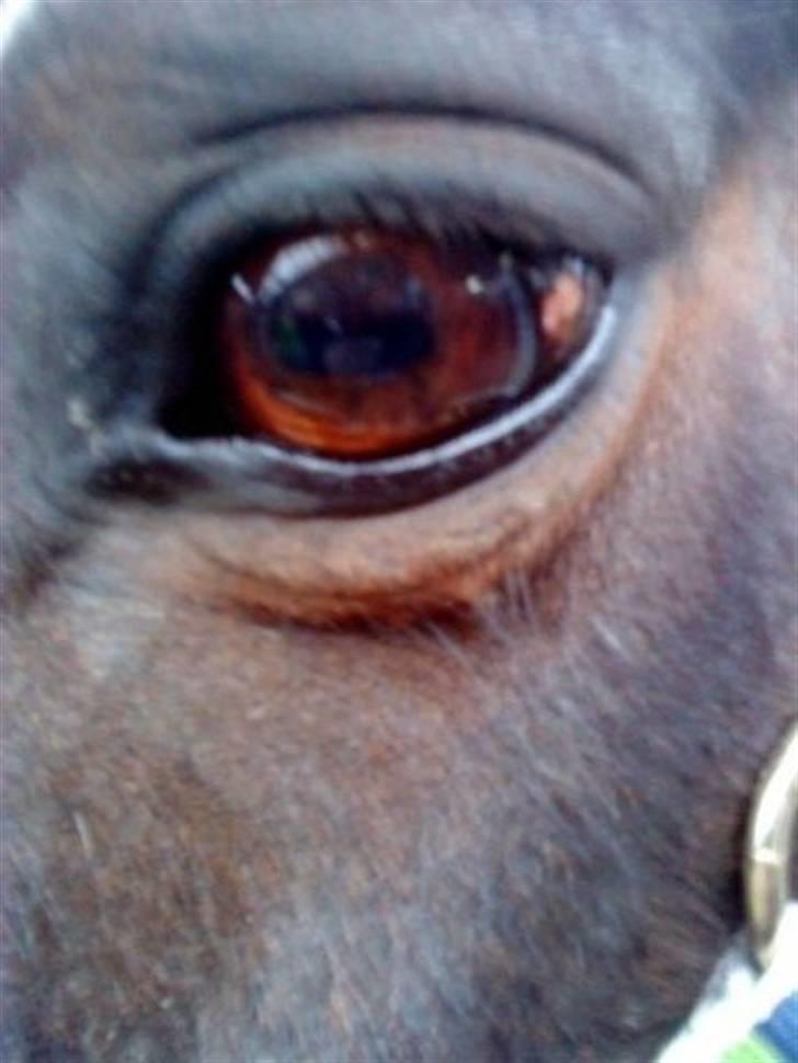 Anden særlig race Jonatan<3 (rideskole.pony) *himmelpony - ynglings drengens smukke øje<3 billede 5