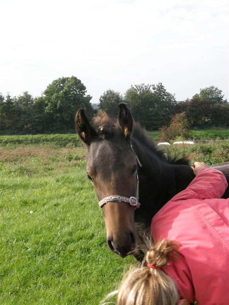 Dansk Varmblod Crelina <3  - Skal jeg lige ordne dit hår ?? :) Det sidder ikke helt perfekt :)  billede 13