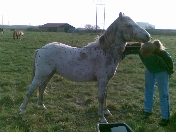 Anden særlig race Kabic  *solgt* - Kabic der klør min mor :D billede 9