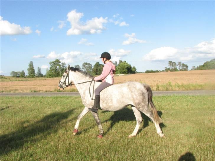 Hollandsk Sportspony Moonlight *SOLGT* billede 6