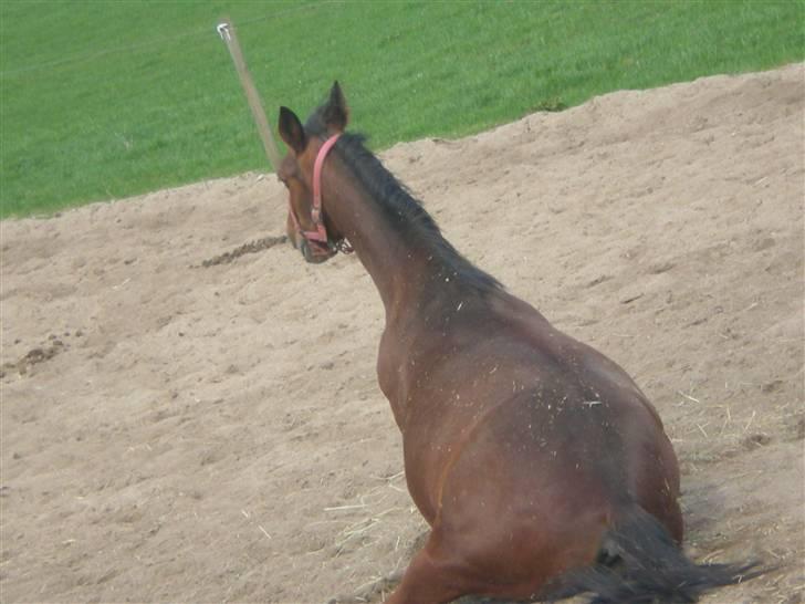 Standardbred [belle] cecilie lobell  solgt  - man kan vel blive træt halvvejs, så vi holder lige en pause sss billede 6