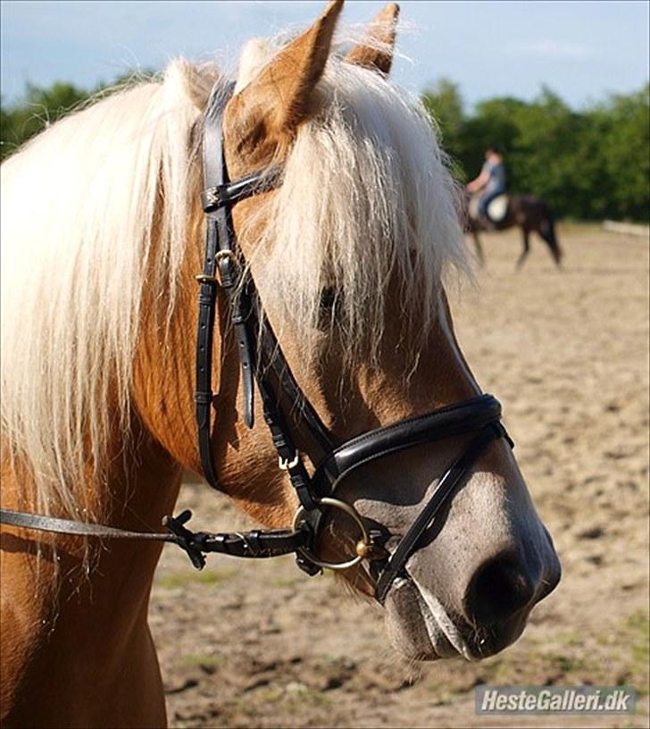 Haflinger Fanni - Velkommen til min smukke profil :D <3 billede 1