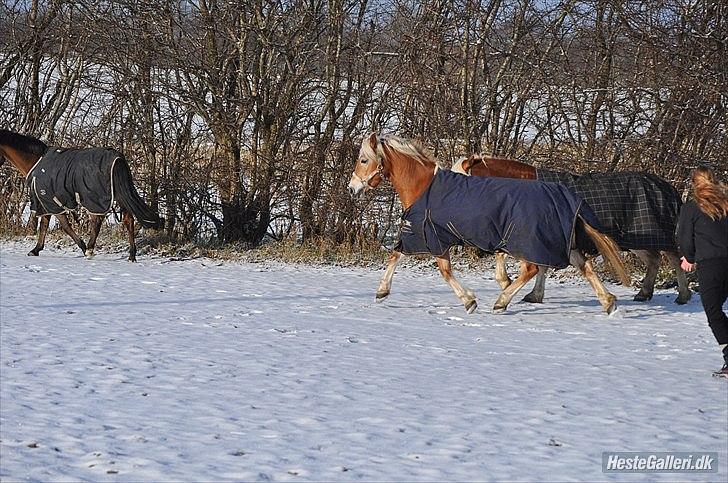 Haflinger Fanni - smukt :)  billede 2