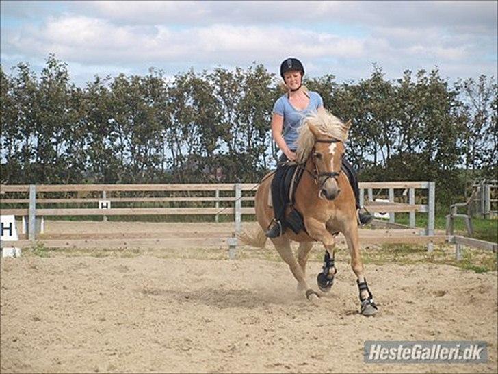Haflinger Fanni - undervisning.. så stolt! :D  billede 3