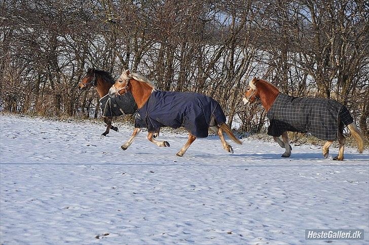 Haflinger Fanni - lækker trav :)  billede 4