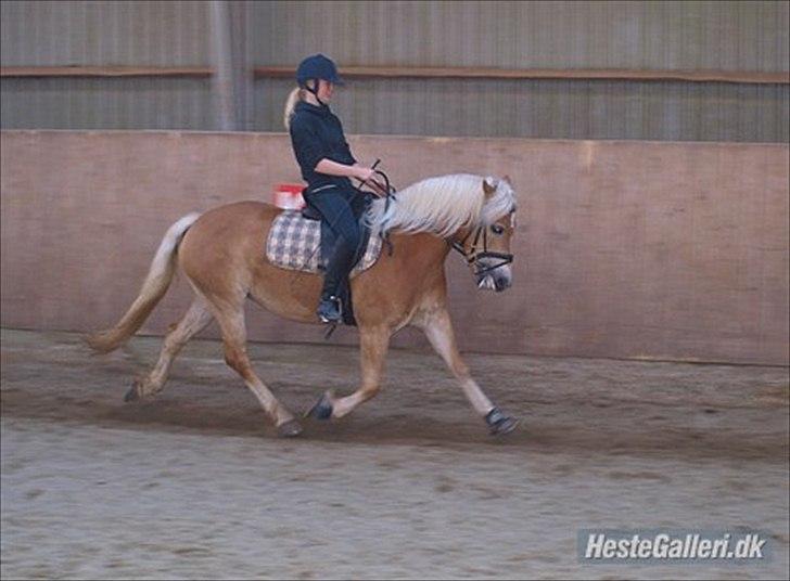 Haflinger Fanni - anne der øger trav på fanni!! :D billede 5