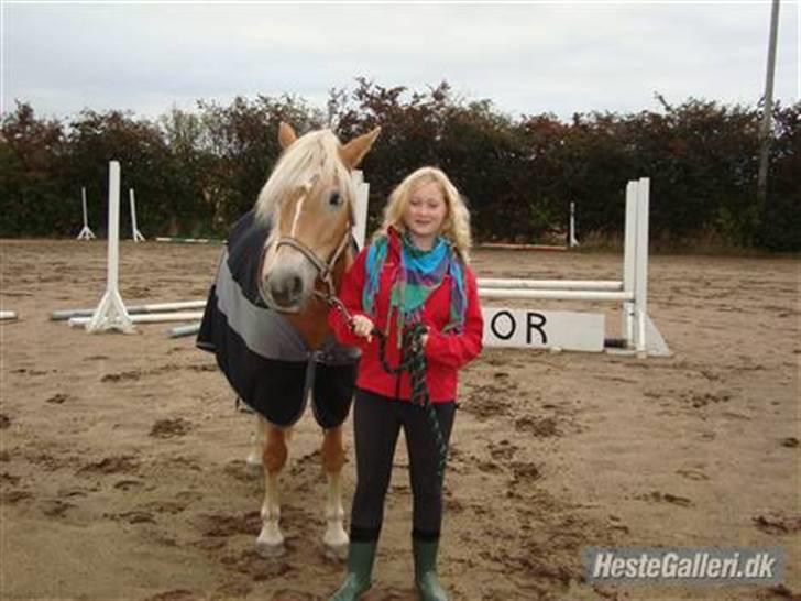Haflinger Fanni billede 6