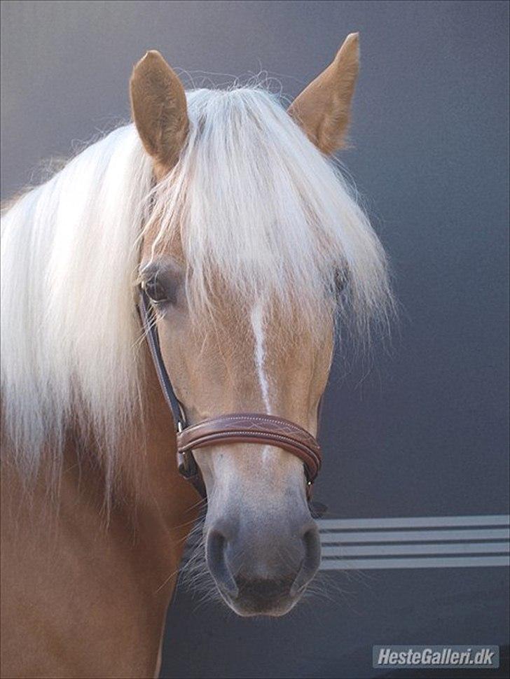 Haflinger Fanni - fanni første stævne 67,77 % :D  billede 7