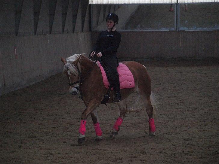 Haflinger Fanni - kursus v. Helge Brosbøl billede 8