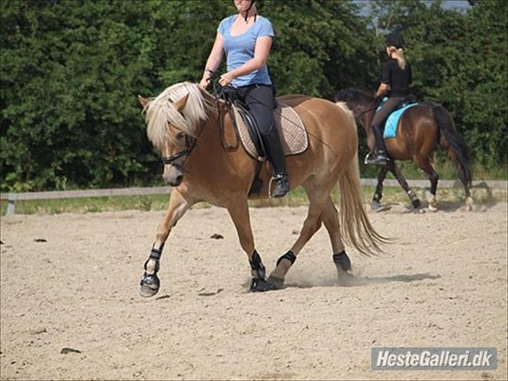 Haflinger Fanni - undervisning.. så stolt! :D  billede 9