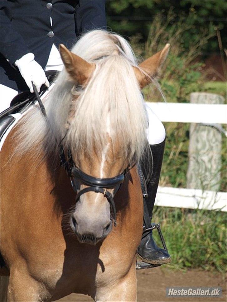 Haflinger Fanni - :) billede 10