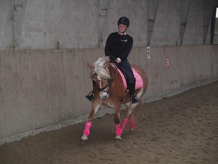 Haflinger Fanni - stævne. billede 11