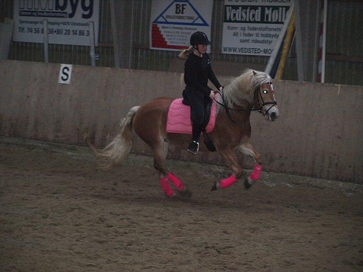 Haflinger Fanni - skulle ride med læse tøjler :) billede 12