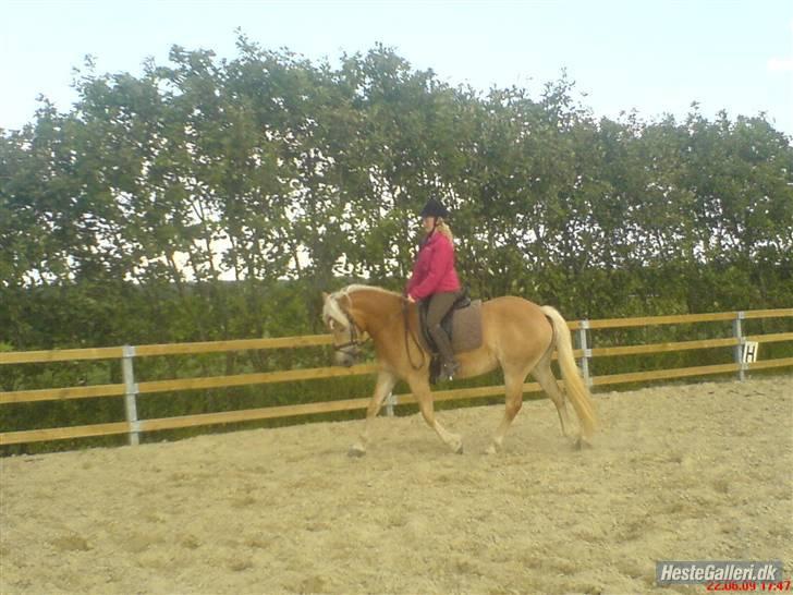 Haflinger Fanni - da hun var 3 år.  billede 13