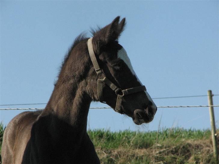 Dansk Varmblod Pranay LF billede 1