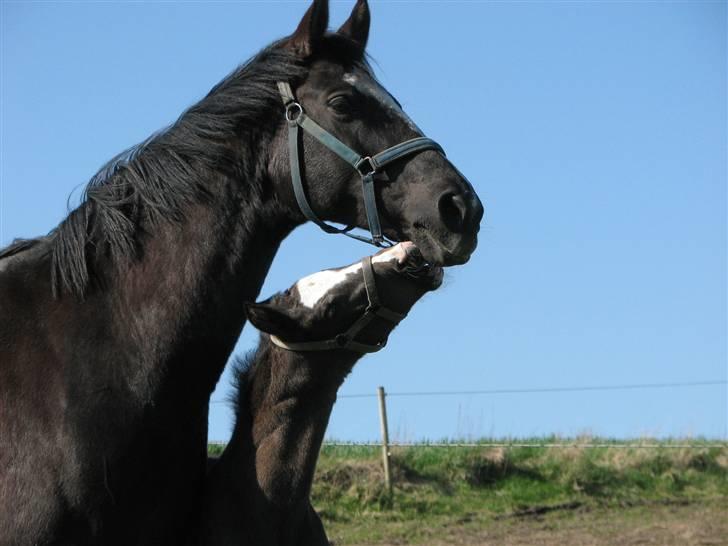 Dansk Varmblod Pranay LF billede 2