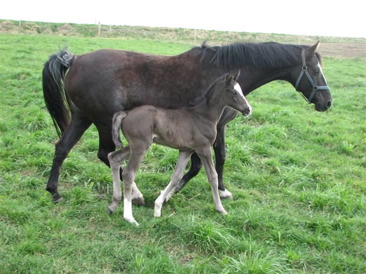 Dansk Varmblod Pranay LF billede 3