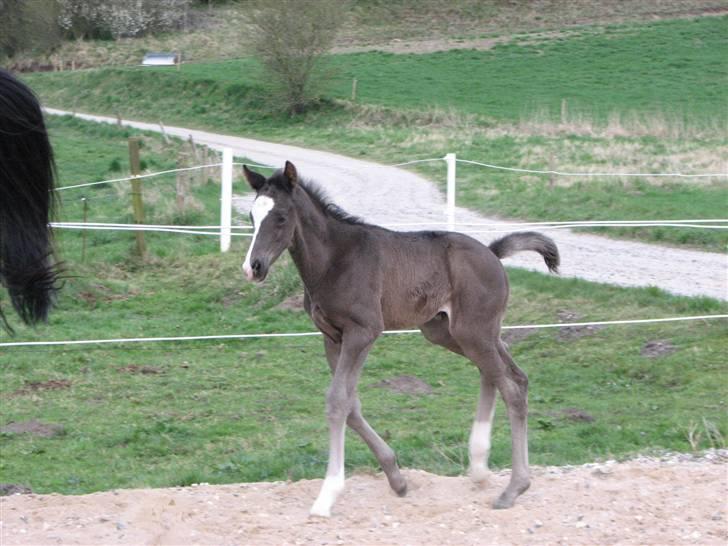 Dansk Varmblod Pranay LF billede 4