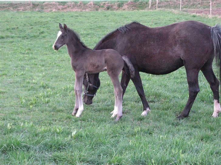 Dansk Varmblod Pranay LF billede 5