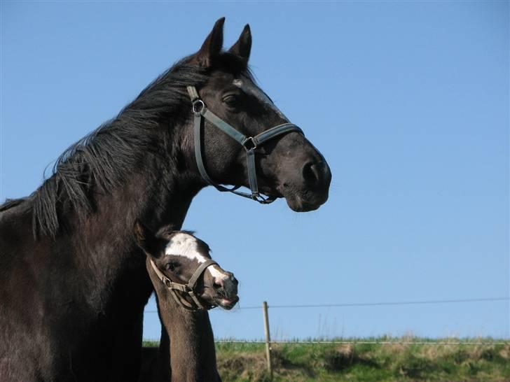 Dansk Varmblod Pranay LF billede 6