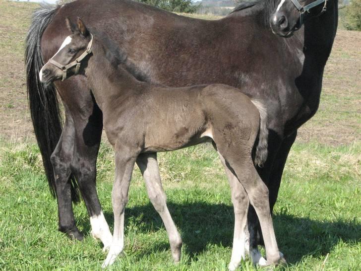 Dansk Varmblod Pranay LF billede 7