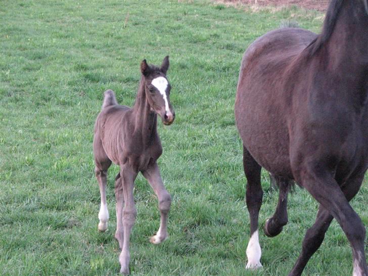 Dansk Varmblod Pranay LF billede 9