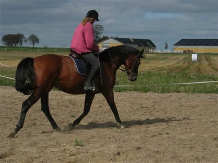 Dansk Varmblod Tanje billede 12