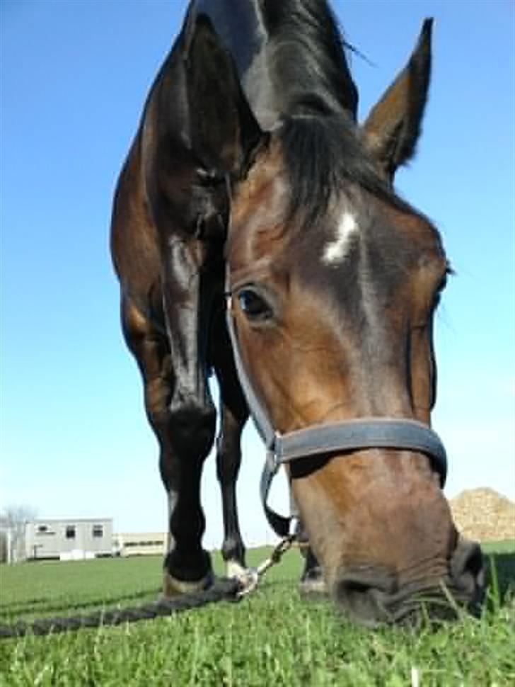 Anden særlig race bianca (R.I.P. I Love Y) billede 3