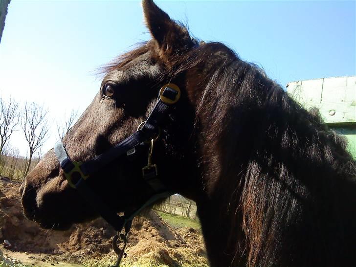 Frederiksborg Ravnholts blaze  (solgt) - 1 år og 14 dage billede 16