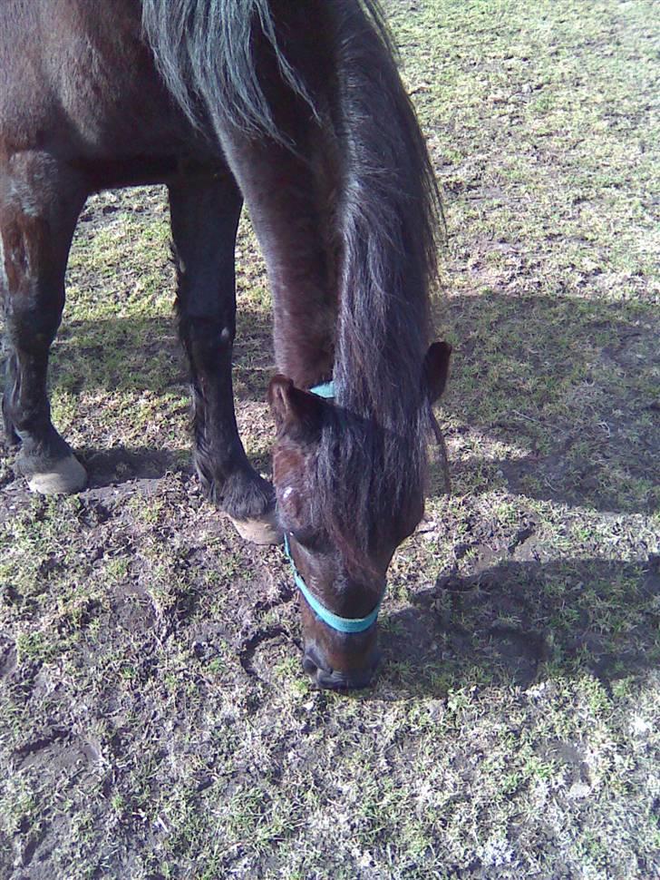 Barockpinto Malou. SOLGT :'( billede 17