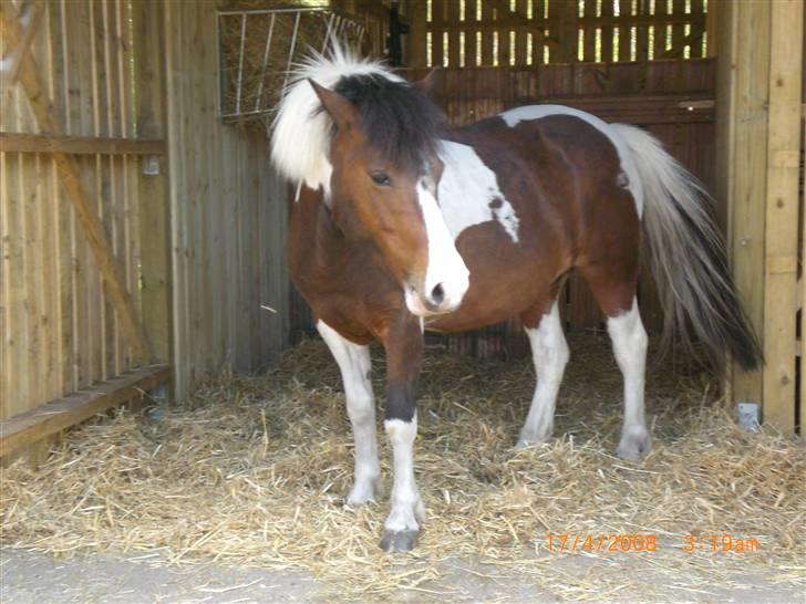 Anden særlig race Moonlight billede 6