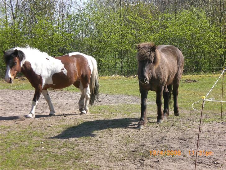 Anden særlig race Moonlight billede 7