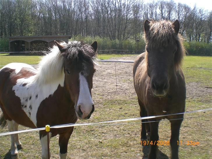 Anden særlig race Moonlight billede 8